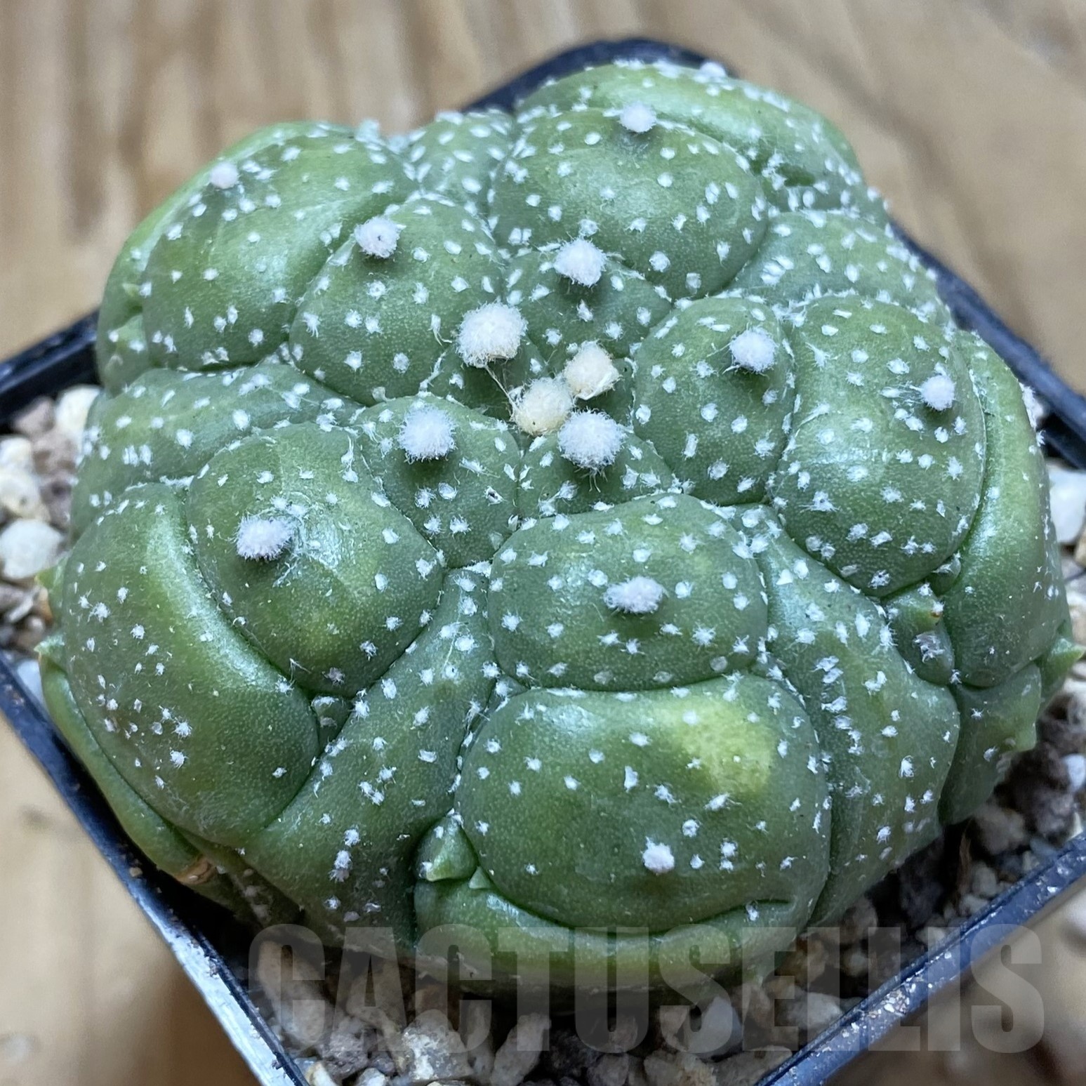 SH19517 Astrophytum asterias ‘Kikko', 5 ribs