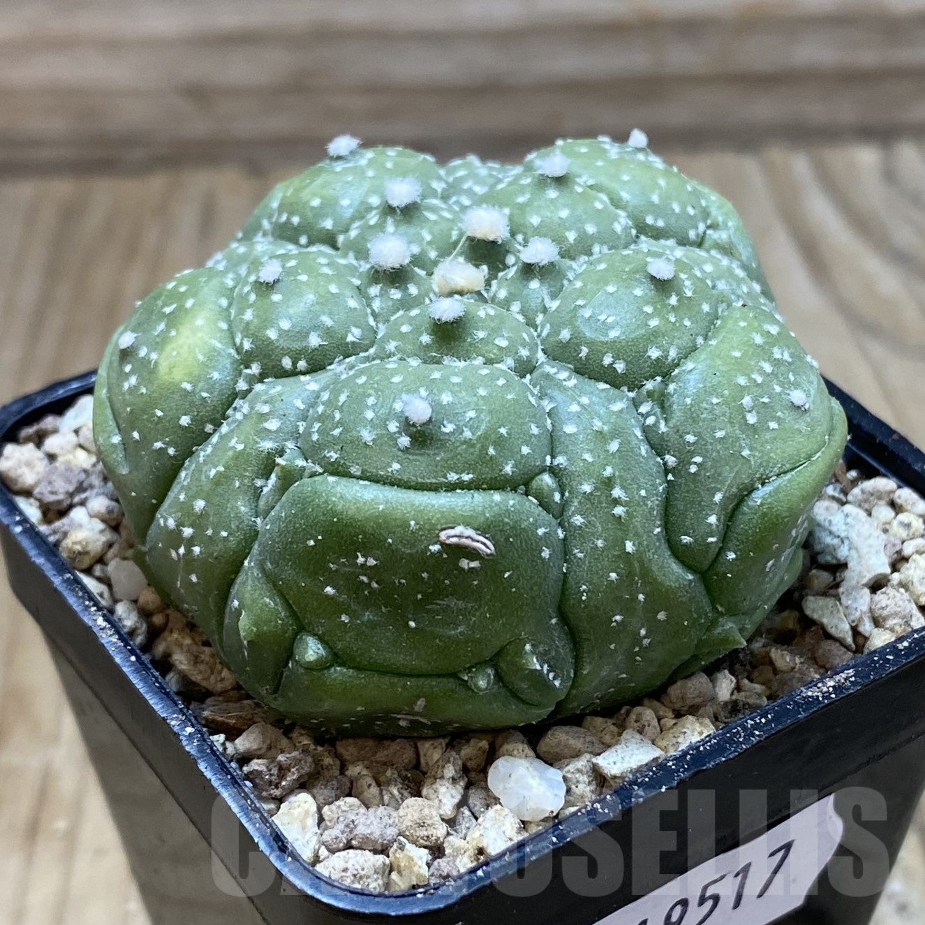 SH19517 Astrophytum asterias ‘Kikko', 5 ribs - Image 2