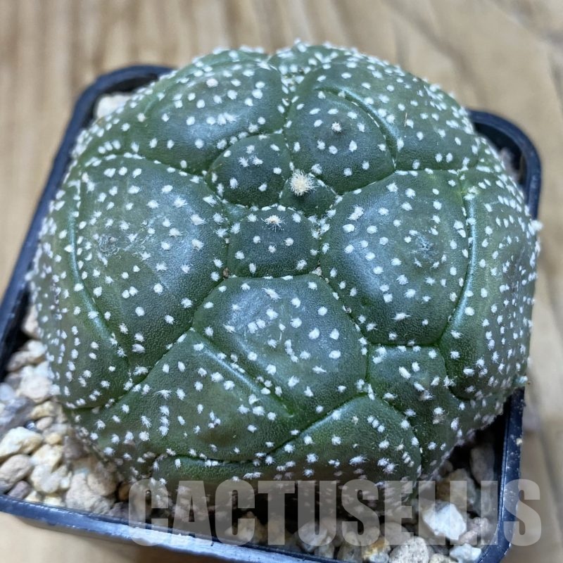 SH19518 Astrophytum asterias ‘Kikko', 5 ribs