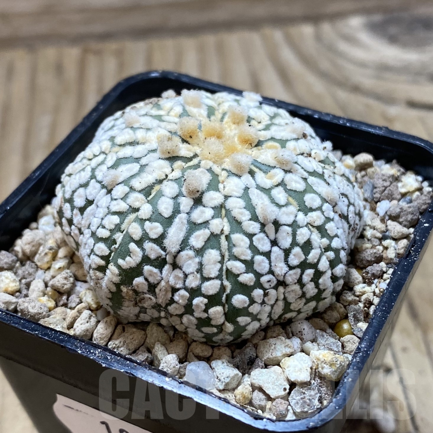 SH19519 Astrophytum asterias ‘Super Kabuto Star Shape’ - 画像 (2)