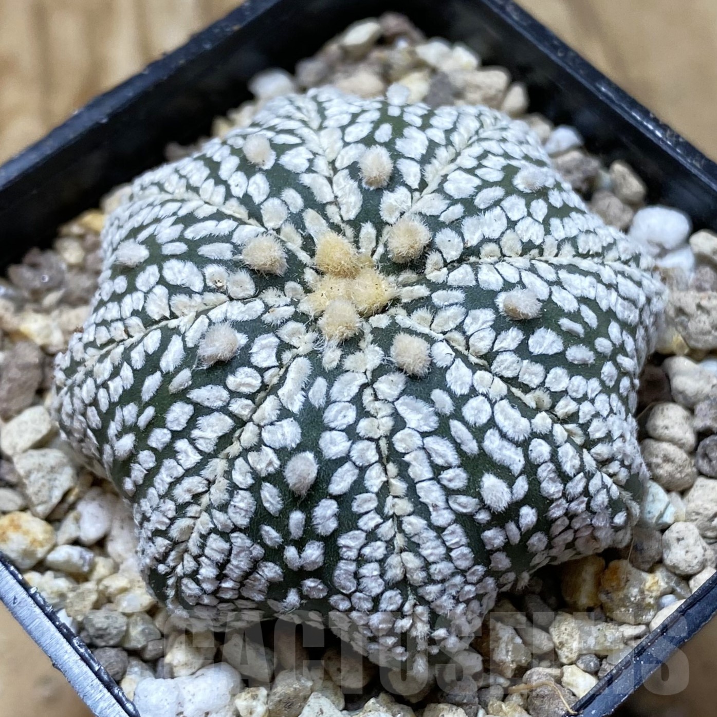 SH19520 Astrophytum asterias ‘Super Kabuto Star Shape’