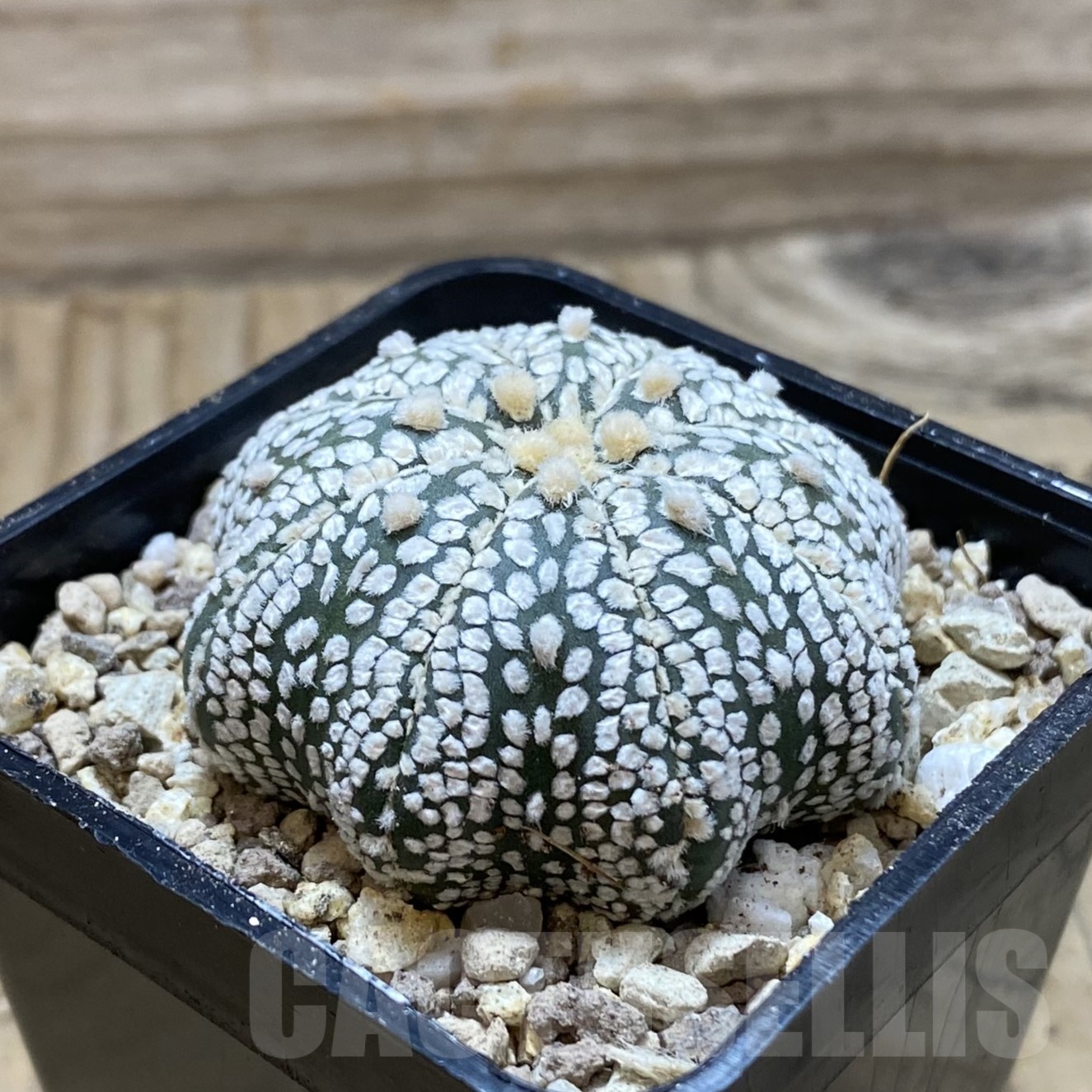 SH19520 Astrophytum asterias ‘Super Kabuto Star Shape’ - 画像 (2)