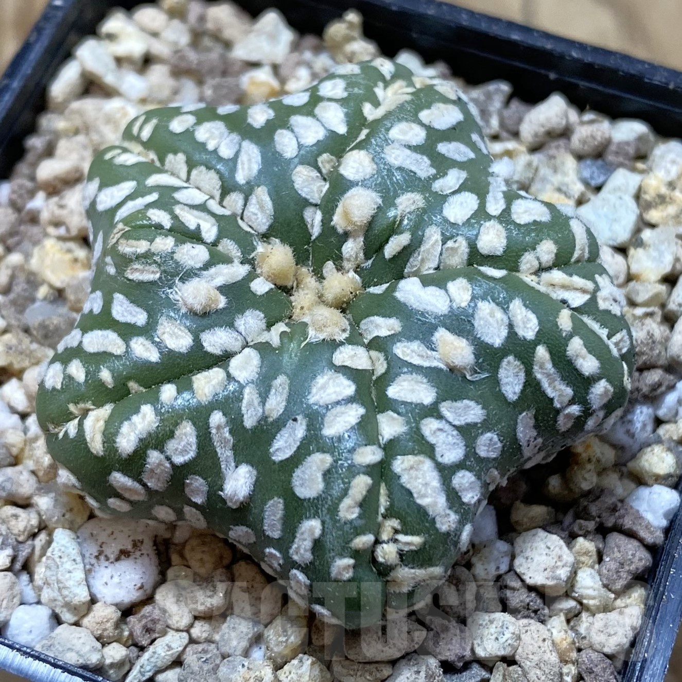 SH19523 Astrophytum asterias ‘Star Shape’ 5-ribs