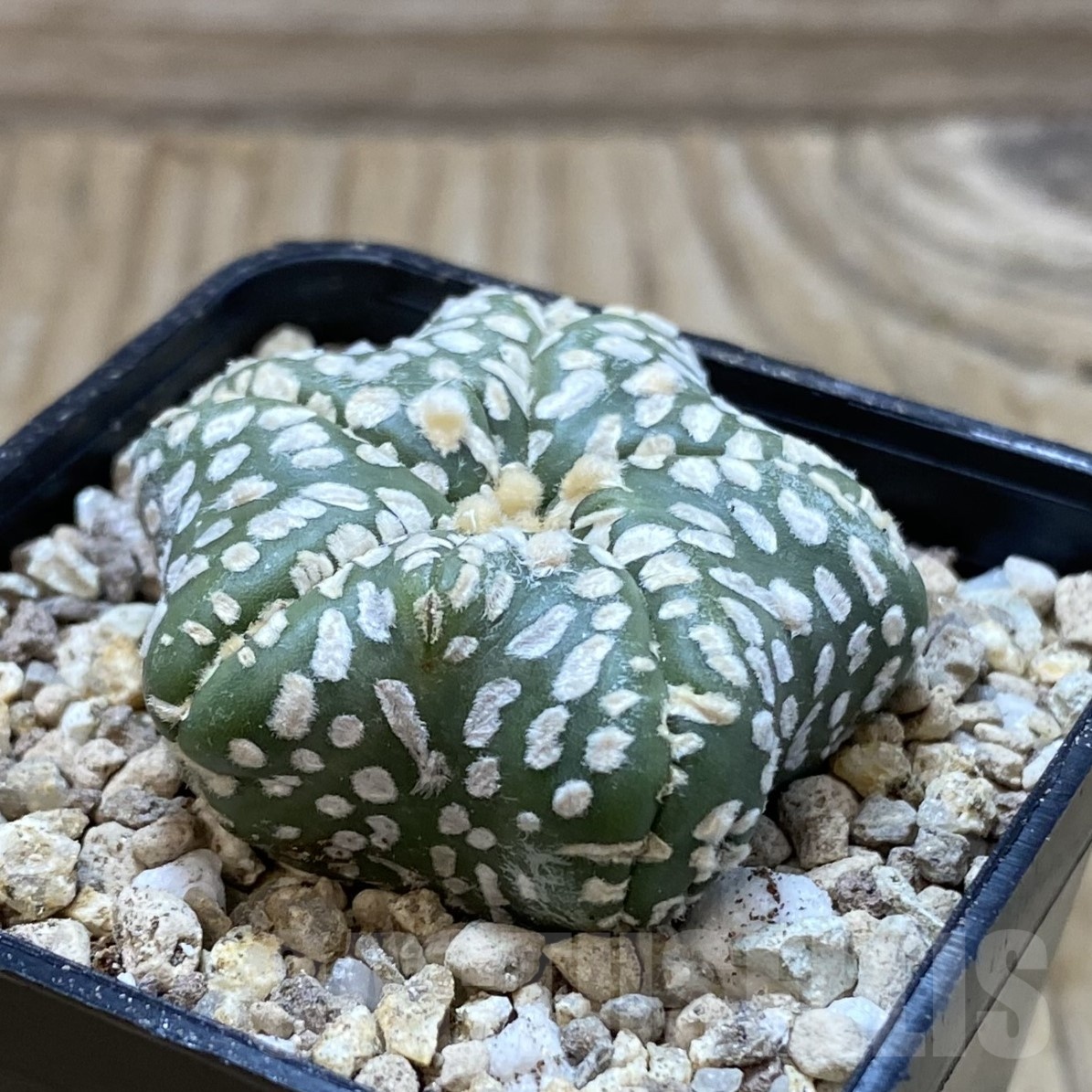SH19523 Astrophytum asterias ‘Star Shape’ 5-ribs - Image 2
