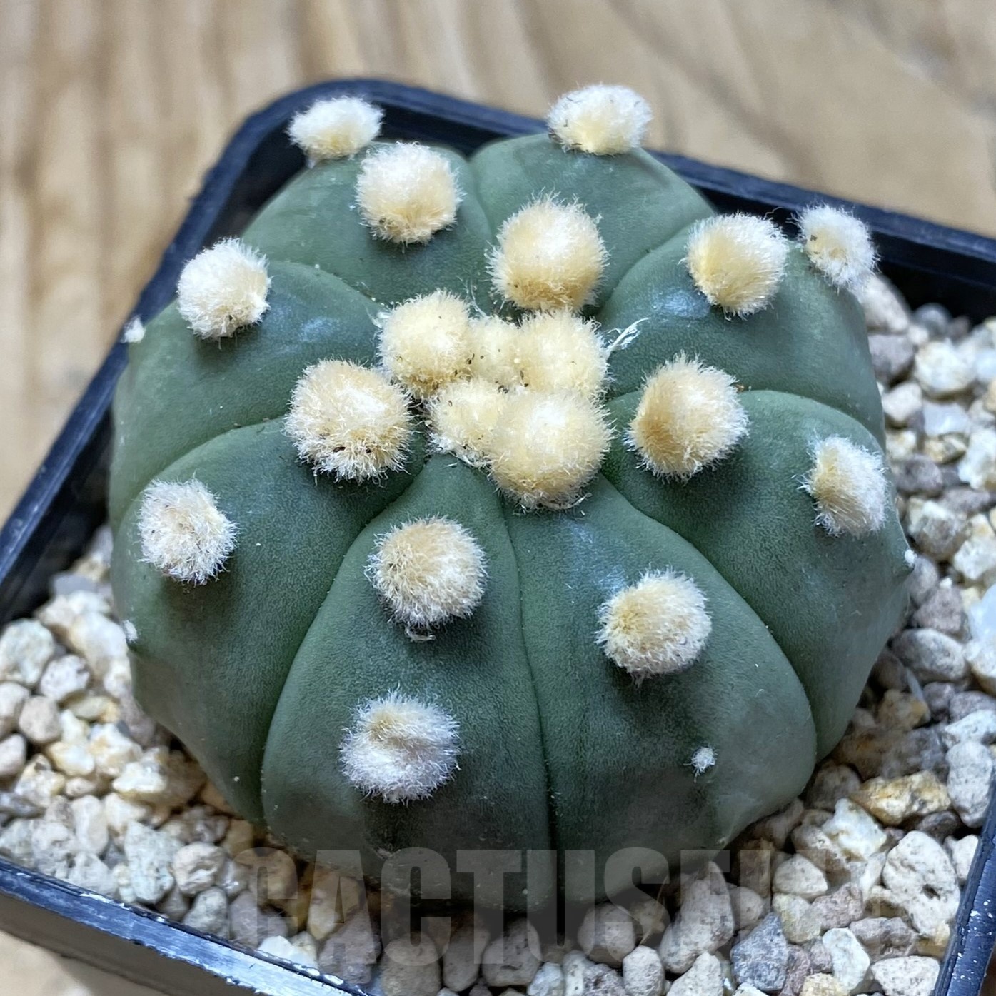 SH19524 Astrophytum asterias ‘Ooibo’
