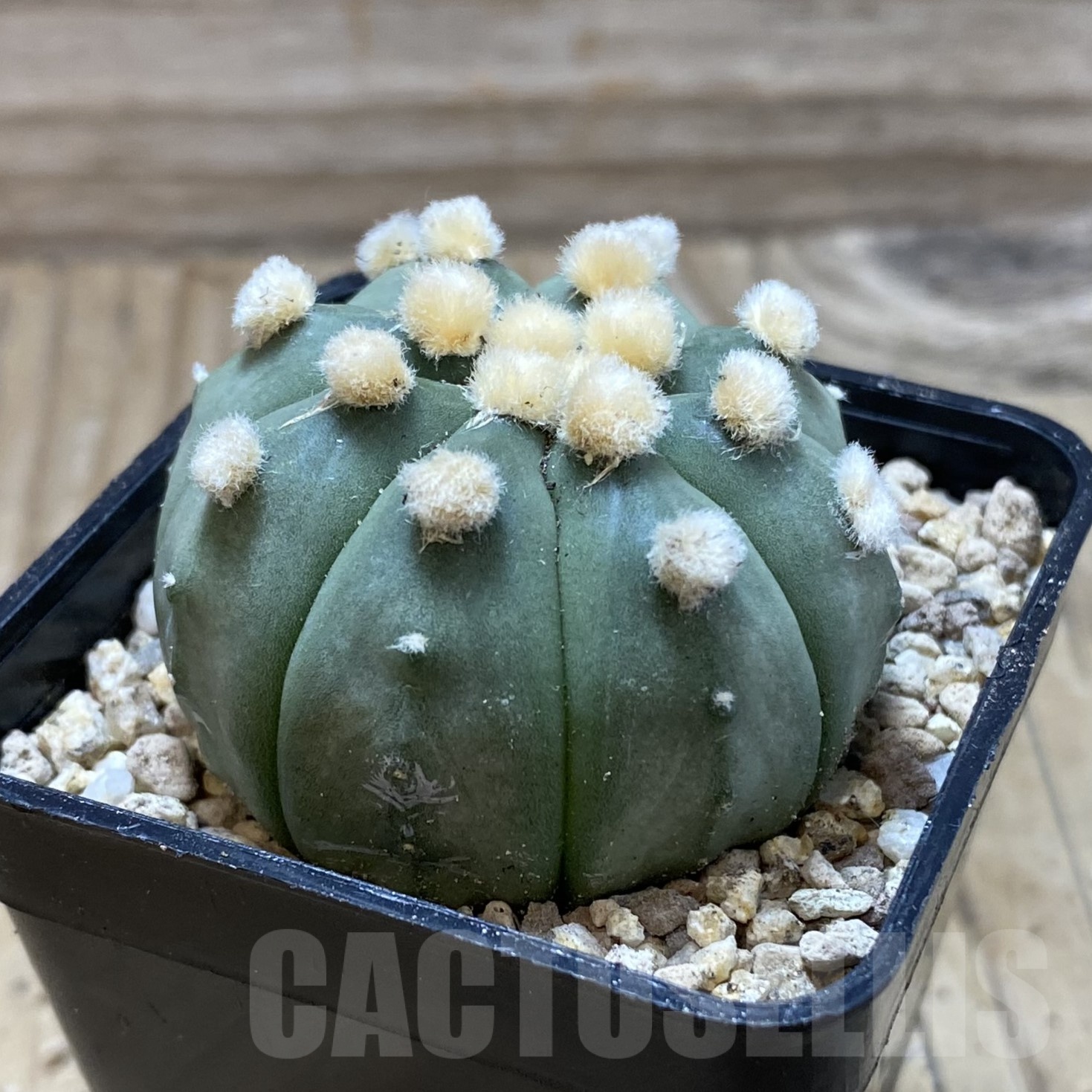 SH19524 Astrophytum asterias ‘Ooibo’ - Image 2
