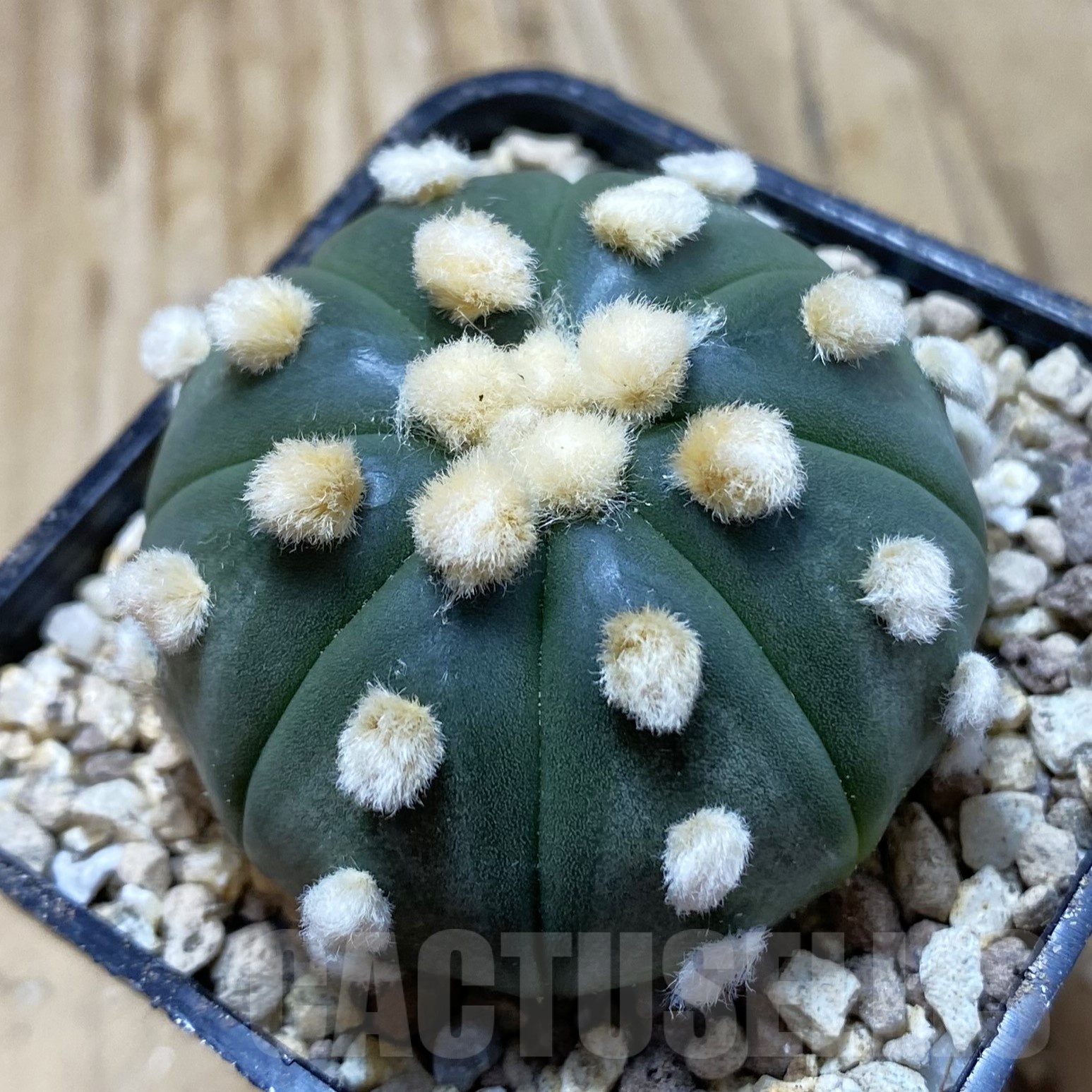 SH19525 Astrophytum asterias ‘Ooibo’