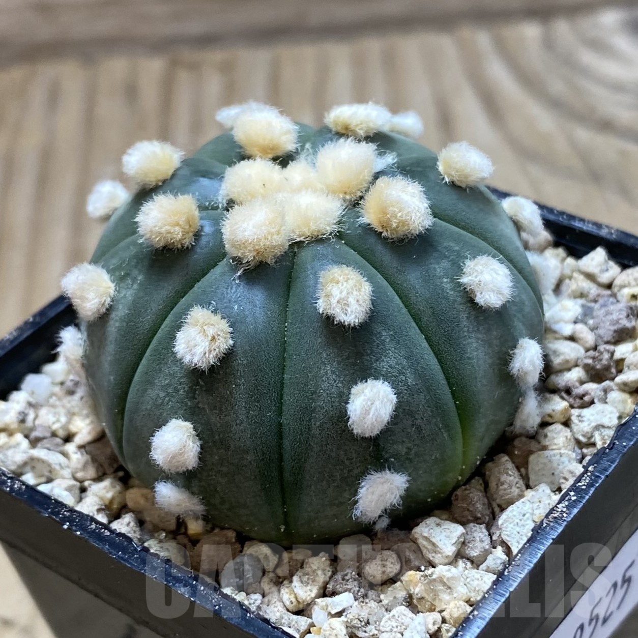 SH19525 Astrophytum asterias ‘Ooibo’ - Image 2