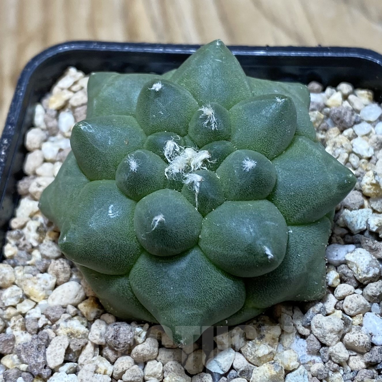 SH19526 Astrophytum asterias ‘Kikko’