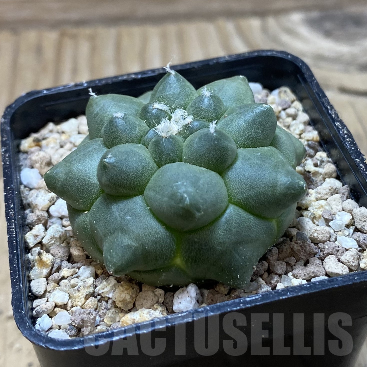 SH19526 Astrophytum asterias ‘Kikko’ - Image 2