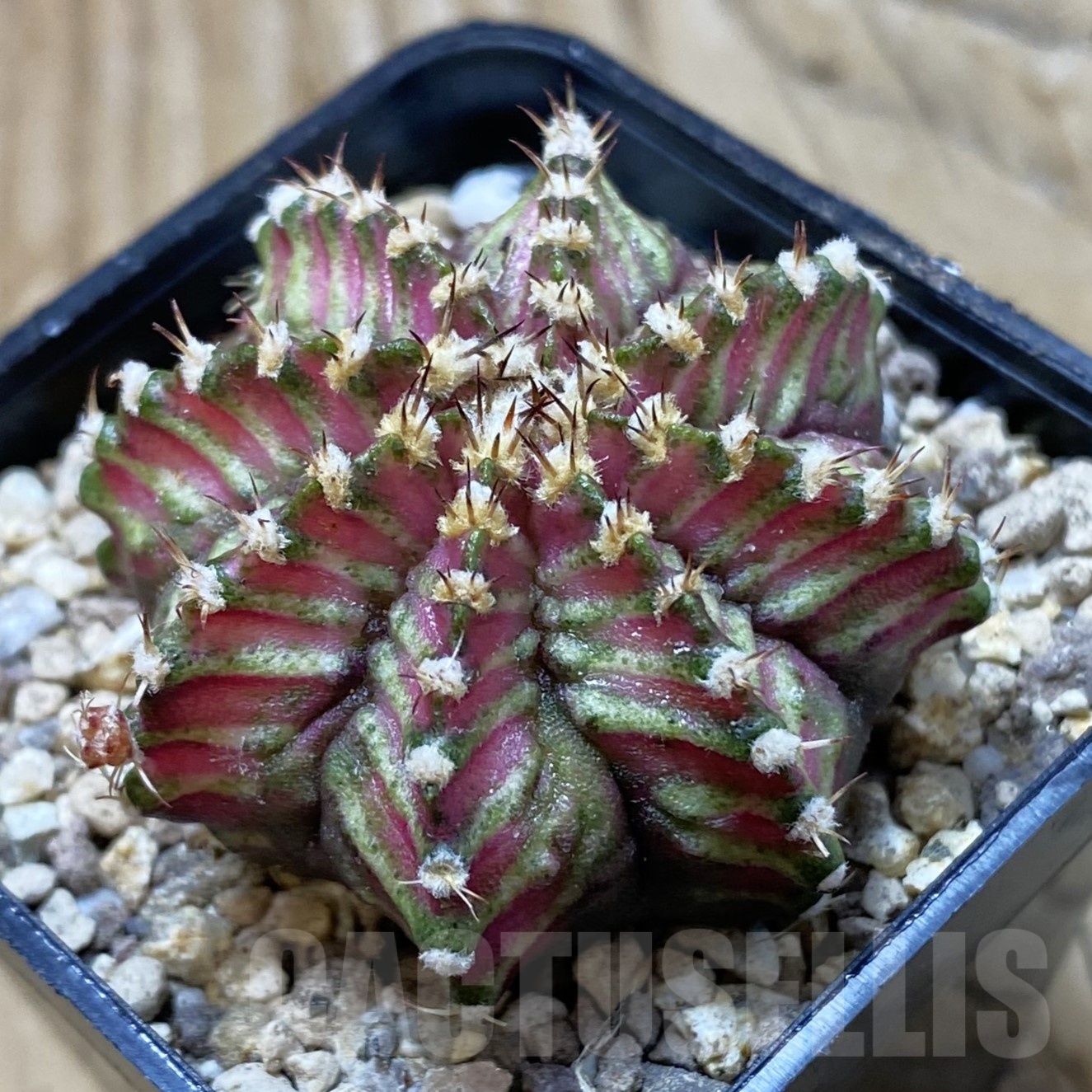 SH19528 Gymnocalycium mihanovichii ‘T-Lux’, seedling