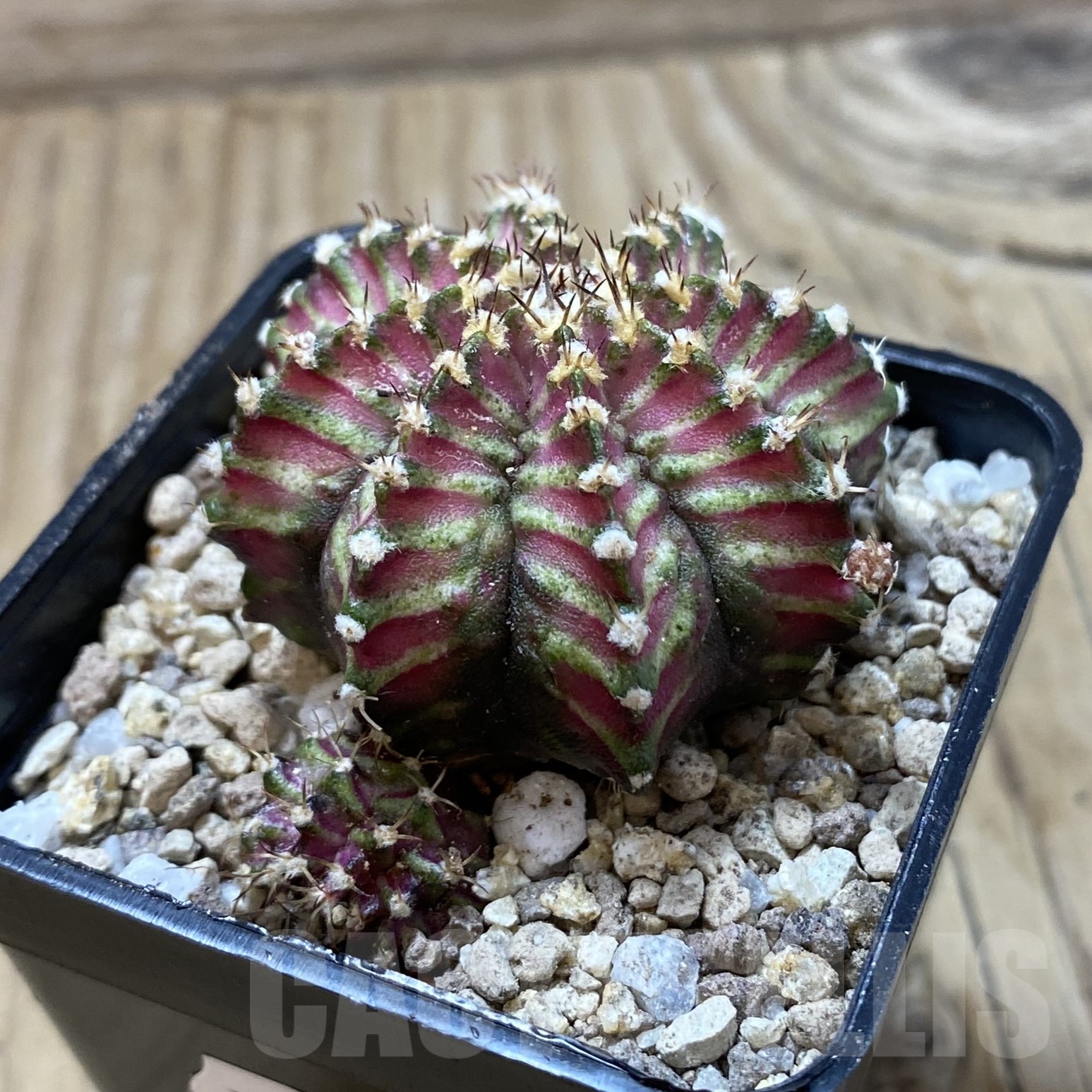 SH19528 Gymnocalycium mihanovichii ‘T-Lux’, seedling - Image 2