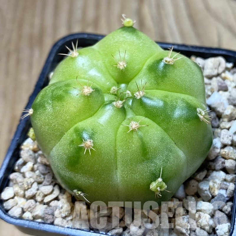 SH19529 Gymnocalycium mihanovichii ‘Green Marble’