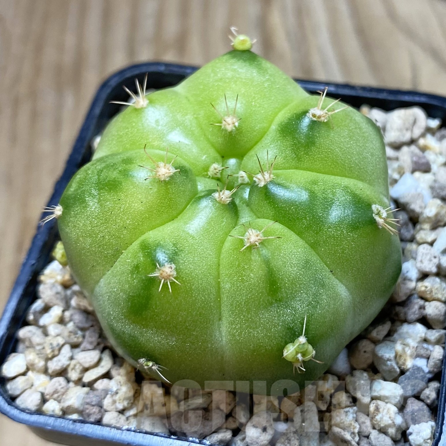 SH19529 Gymnocalycium mihanovichii ‘Green Marble’