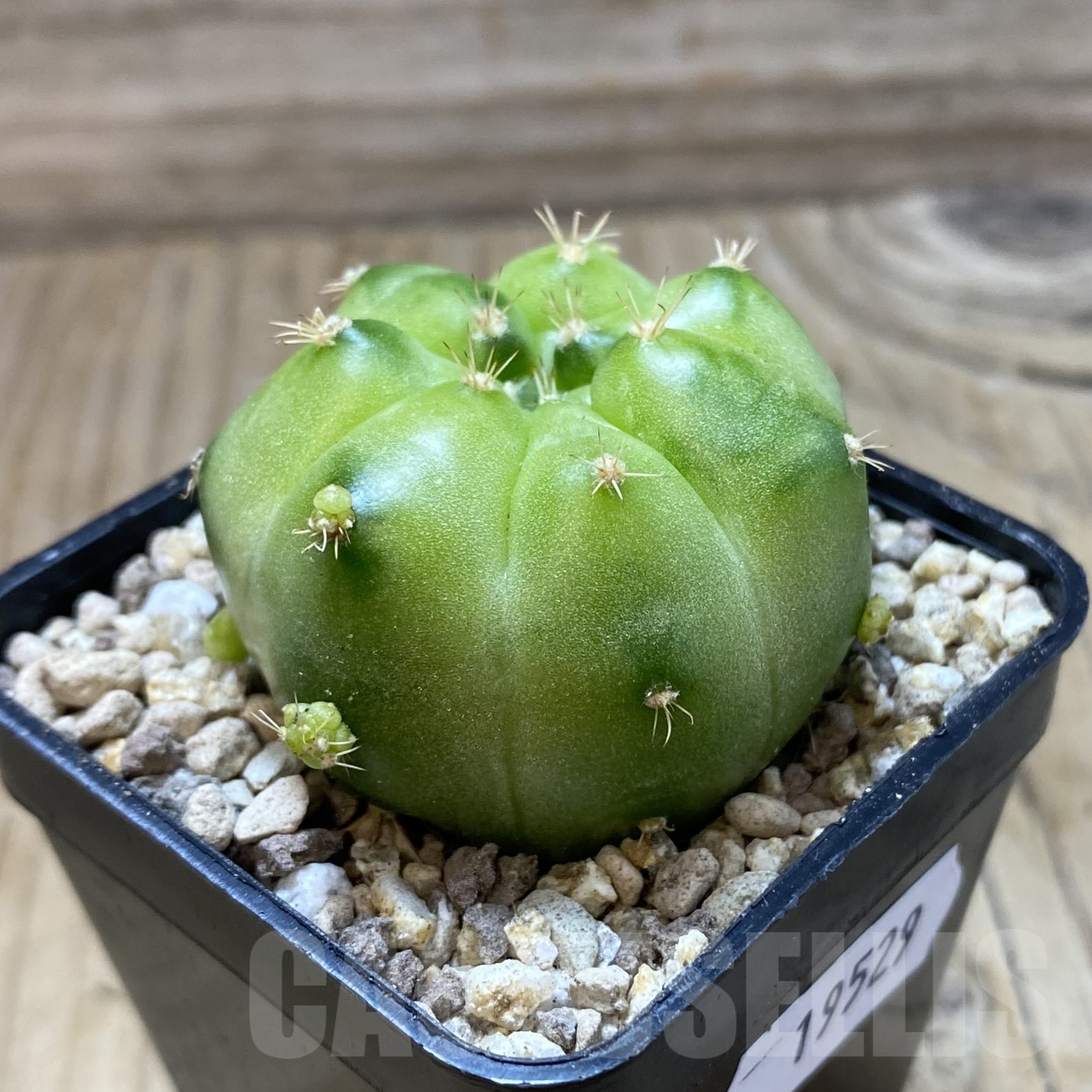 SH19529 Gymnocalycium mihanovichii ‘Green Marble’ - Image 2