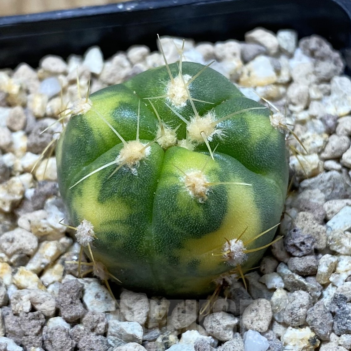 SH19530 Gymnocalycium horstii f. variegata