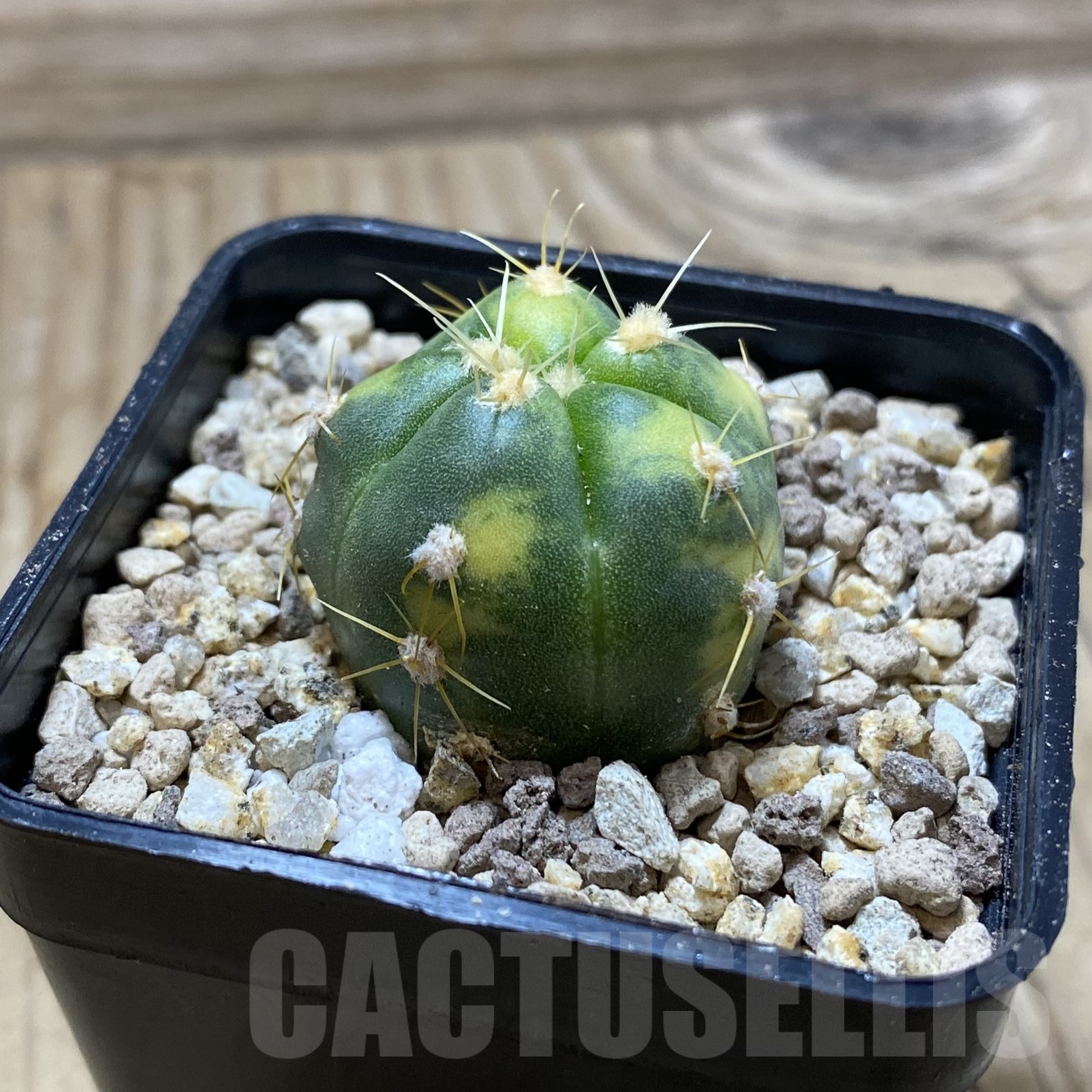 SH19530 Gymnocalycium horstii f. variegata – Image 2