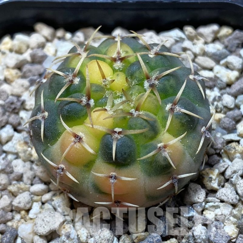 SH19531 Gymnocalycium stellatum f. variegata