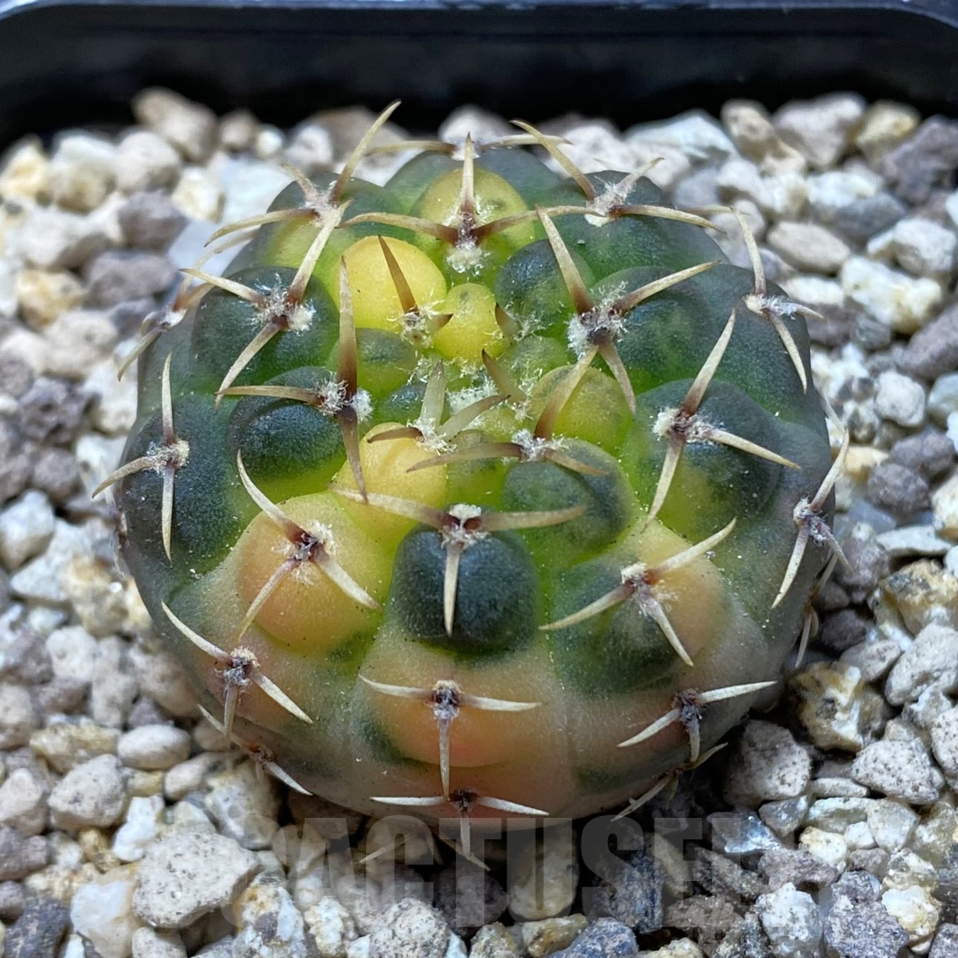 SH19531 Gymnocalycium stellatum f. variegata