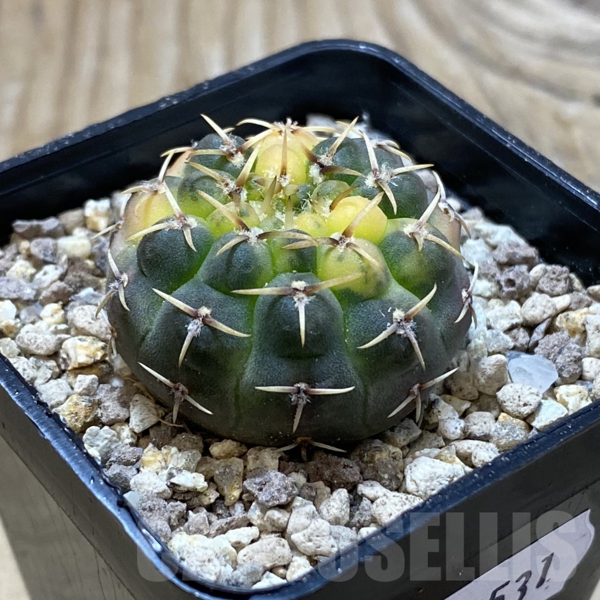 SH19531 Gymnocalycium stellatum f. variegata - Зображення 2