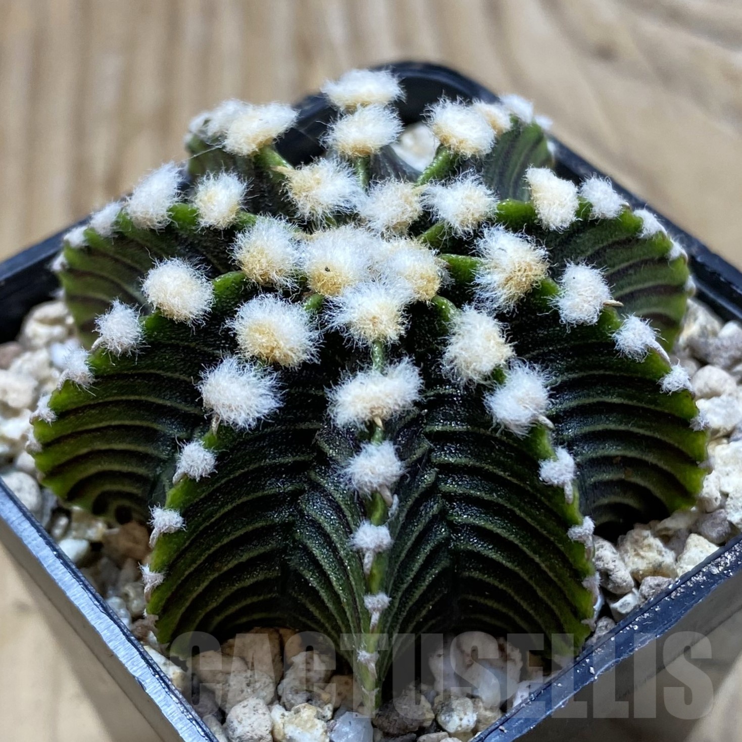 SH19532 Gymnocalycium friedrichii LB 2178