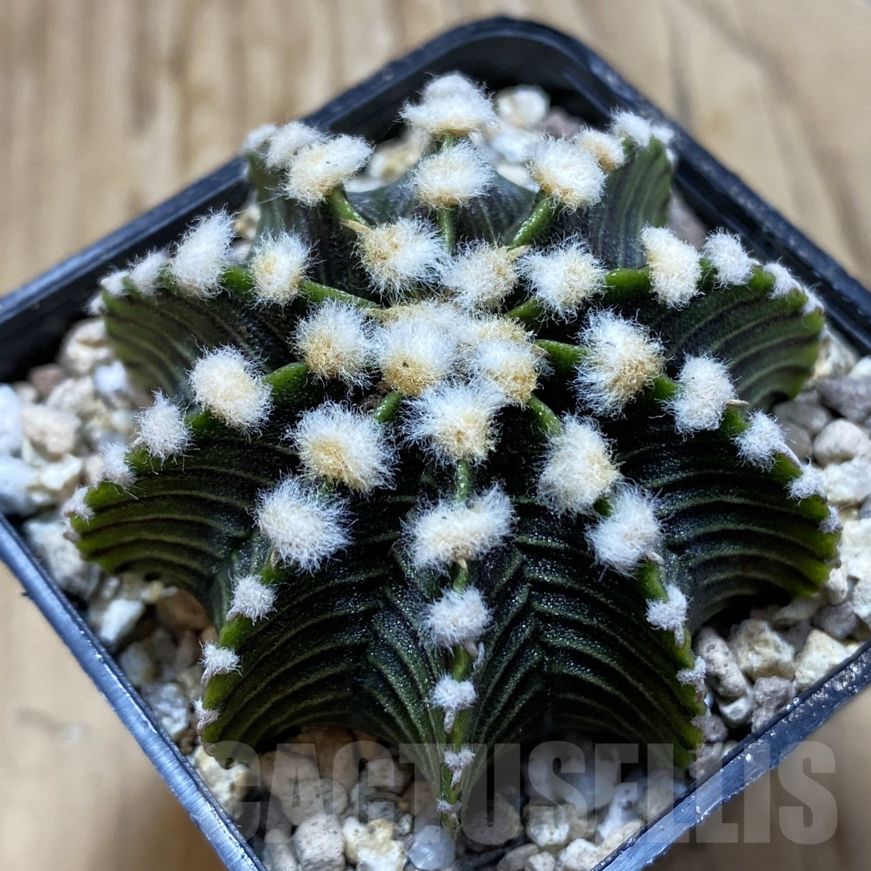 SH19532 Gymnocalycium friedrichii LB 2178 - Зображення 2