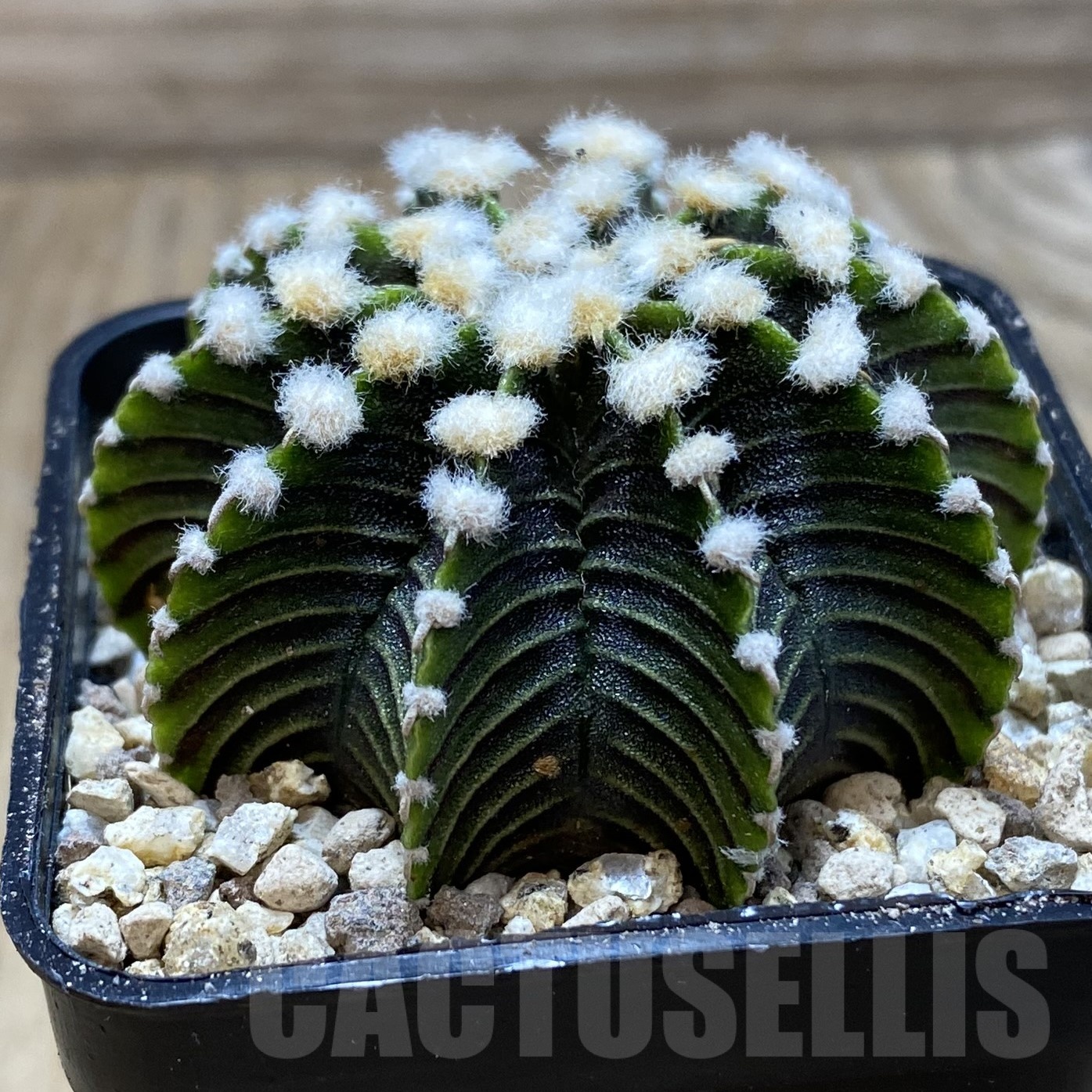 SH19532 Gymnocalycium friedrichii LB 2178 - Зображення 3