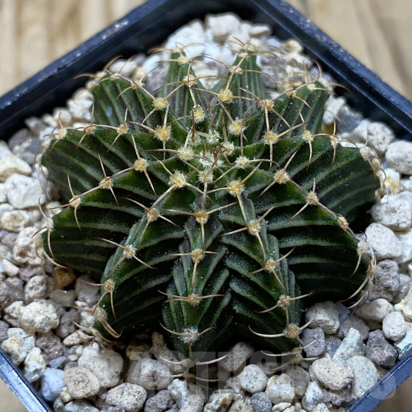 SH19534 Gymnocalycium friedrichii 9R001