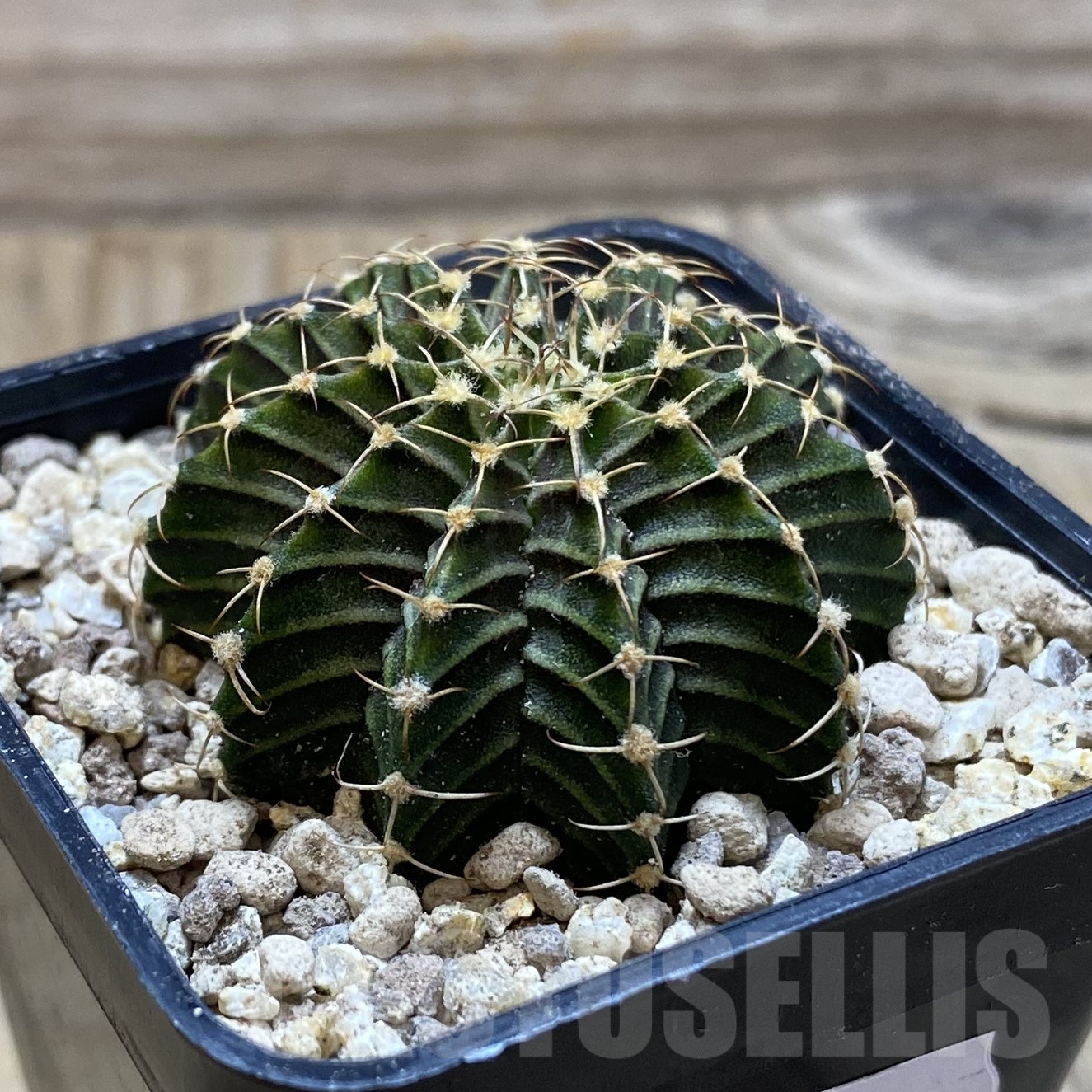 SH19534 Gymnocalycium friedrichii 9R001 - immagine 2