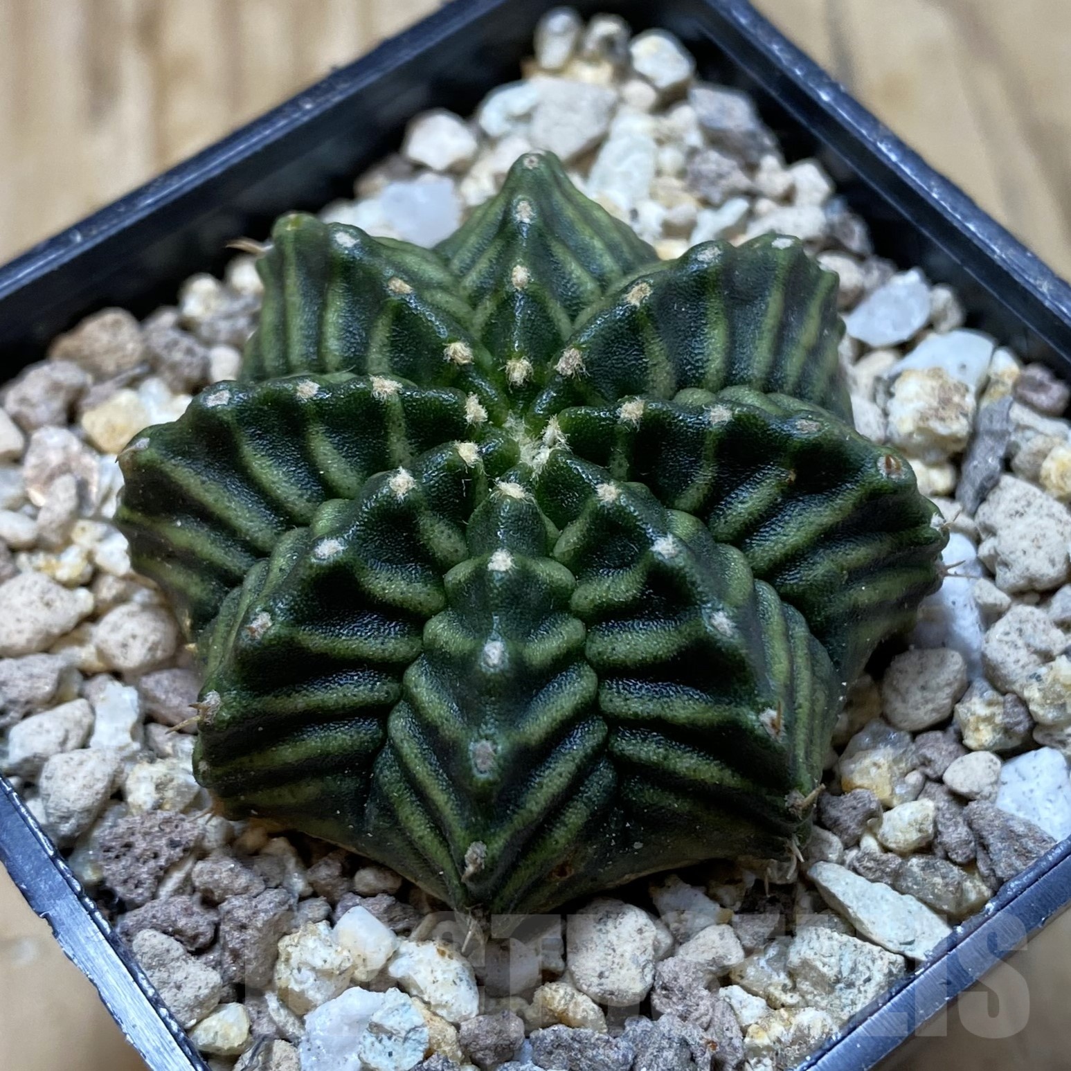 SH19535 Gymnocalycium mihanovichii ‘Kanomchan’