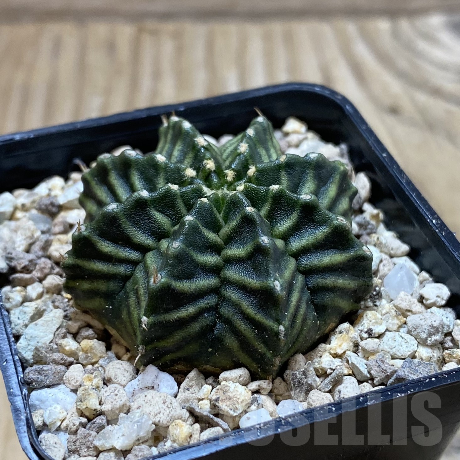 SH19535 Gymnocalycium mihanovichii ‘Kanomchan’ - immagine 2