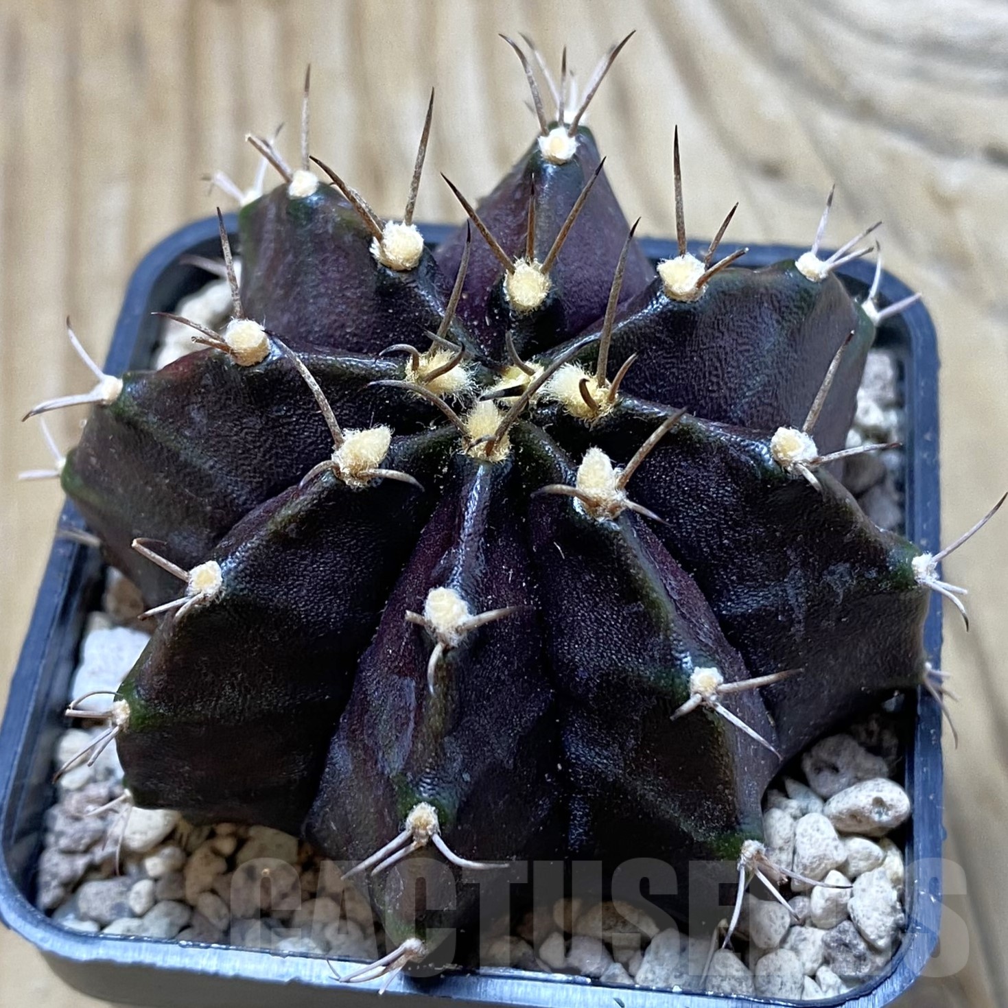 SH19536 Gymnocalycium mihanovichii ‘Black Widow’