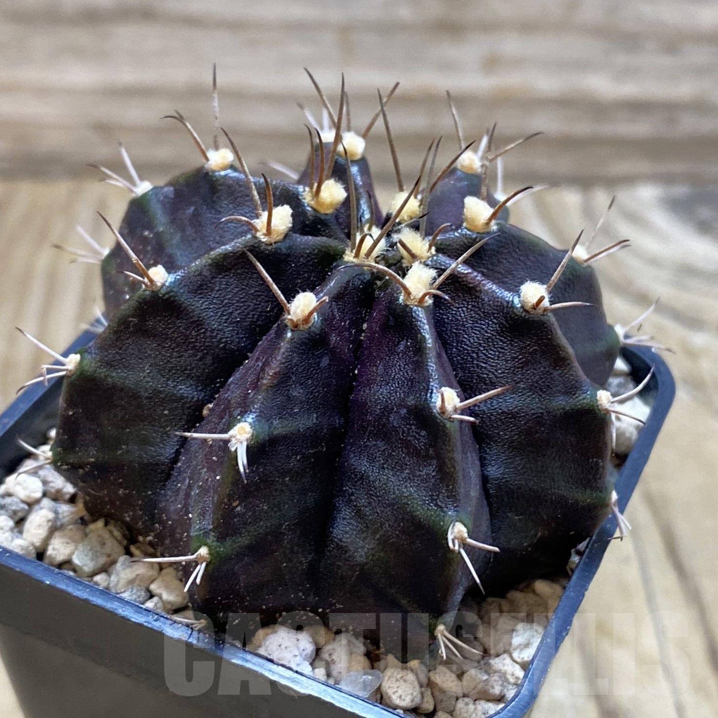 SH19536 Gymnocalycium mihanovichii ‘Black Widow’ - Image 2