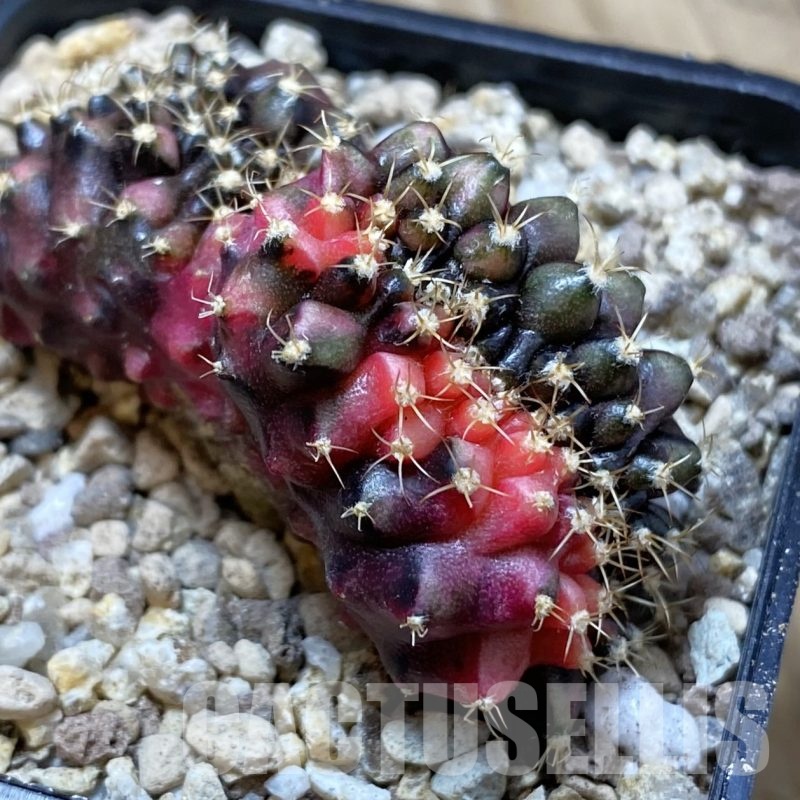 SH19537 Gymnocalycium mihanovichii f. variegata cristata