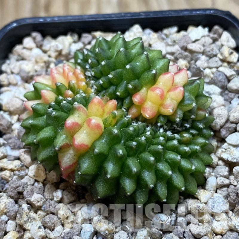 SH19539 Gymnocalycium mihanovichii ‘inermis’ f. cristata variegata