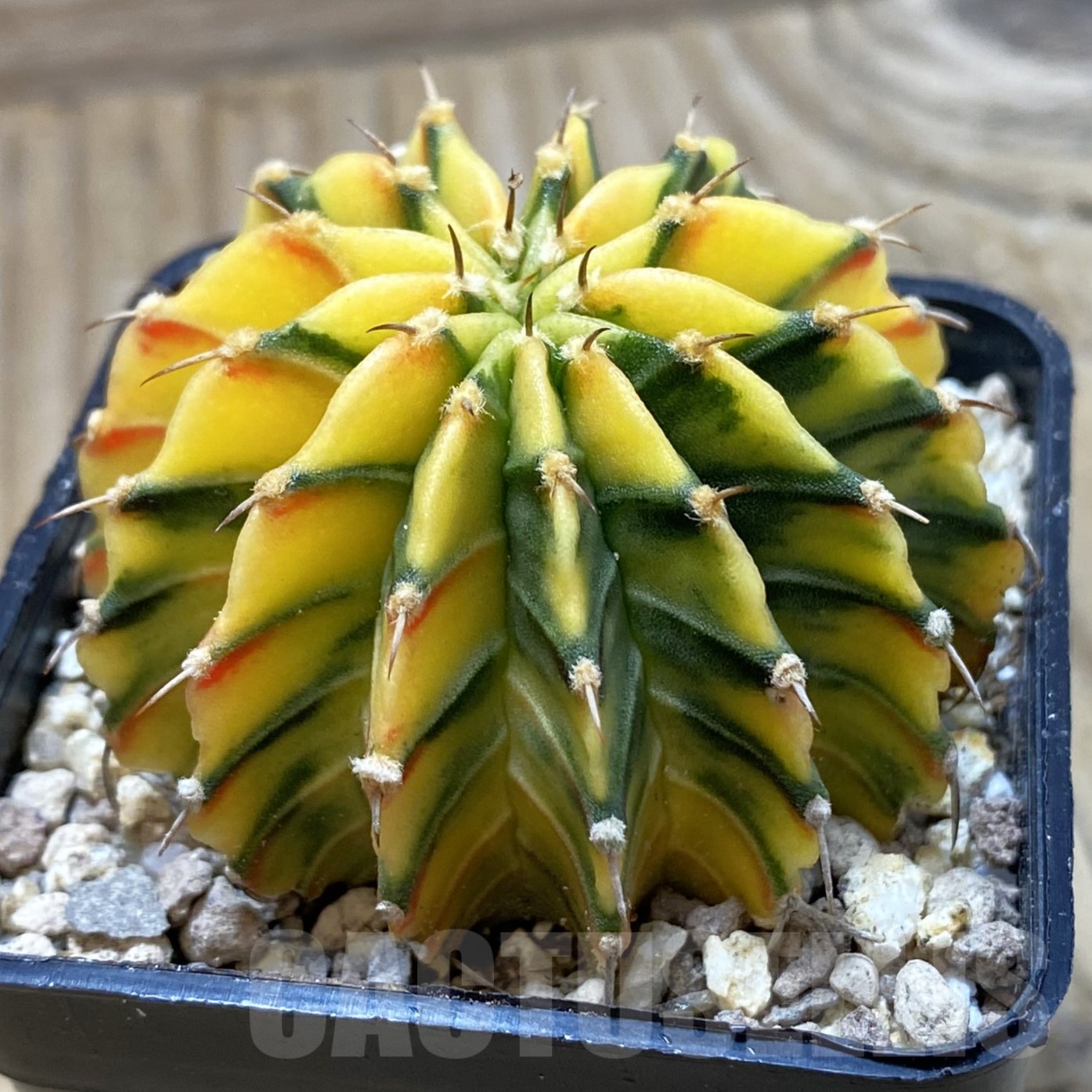 SH19542 Gymnocalycium friedrichii LB f. variegata, seedling