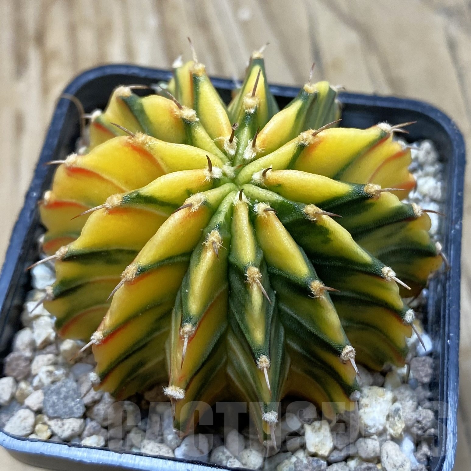 SH19542 Gymnocalycium friedrichii LB f. variegata, seedling - Imagen 2