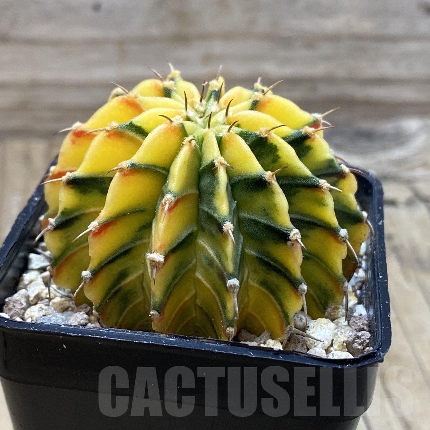 SH19542 Gymnocalycium friedrichii LB f. variegata, seedling - Imagen 3