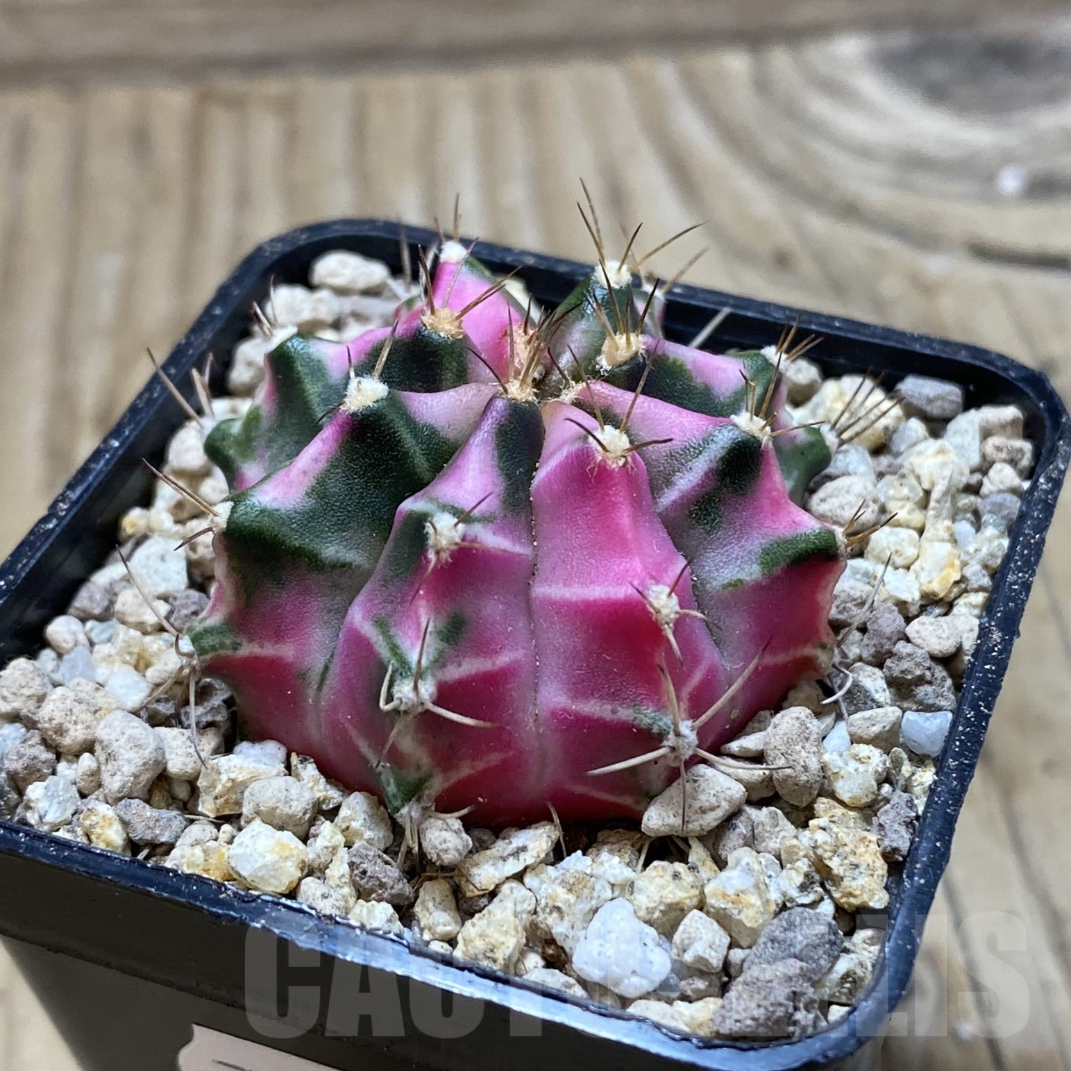 SH19543 Gymnocalycium mihanovichii 'Pink Diamond' - Image 2