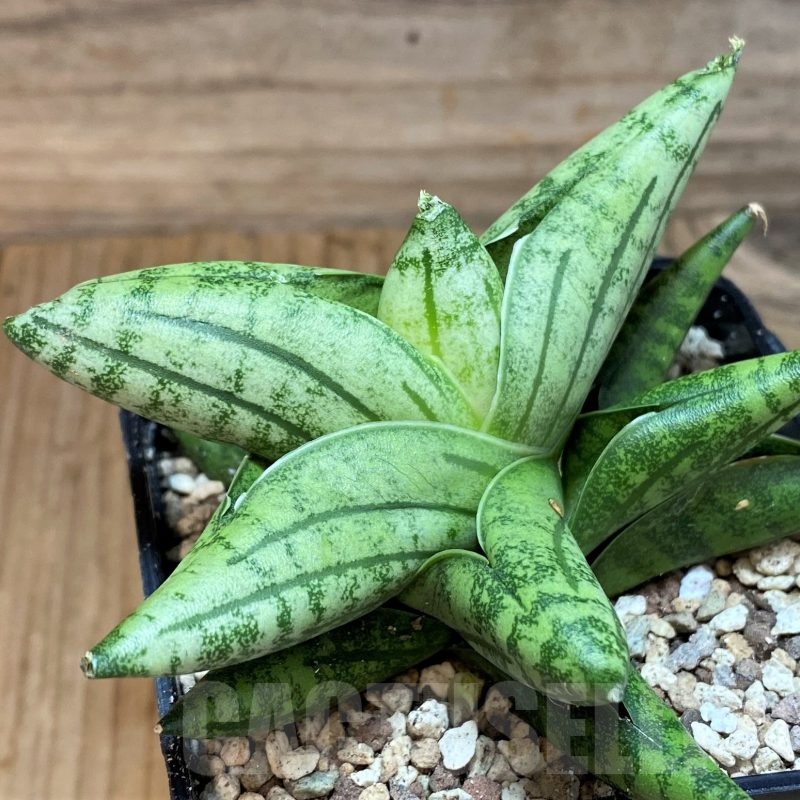 SH19615 Sansevieria 'Manee'