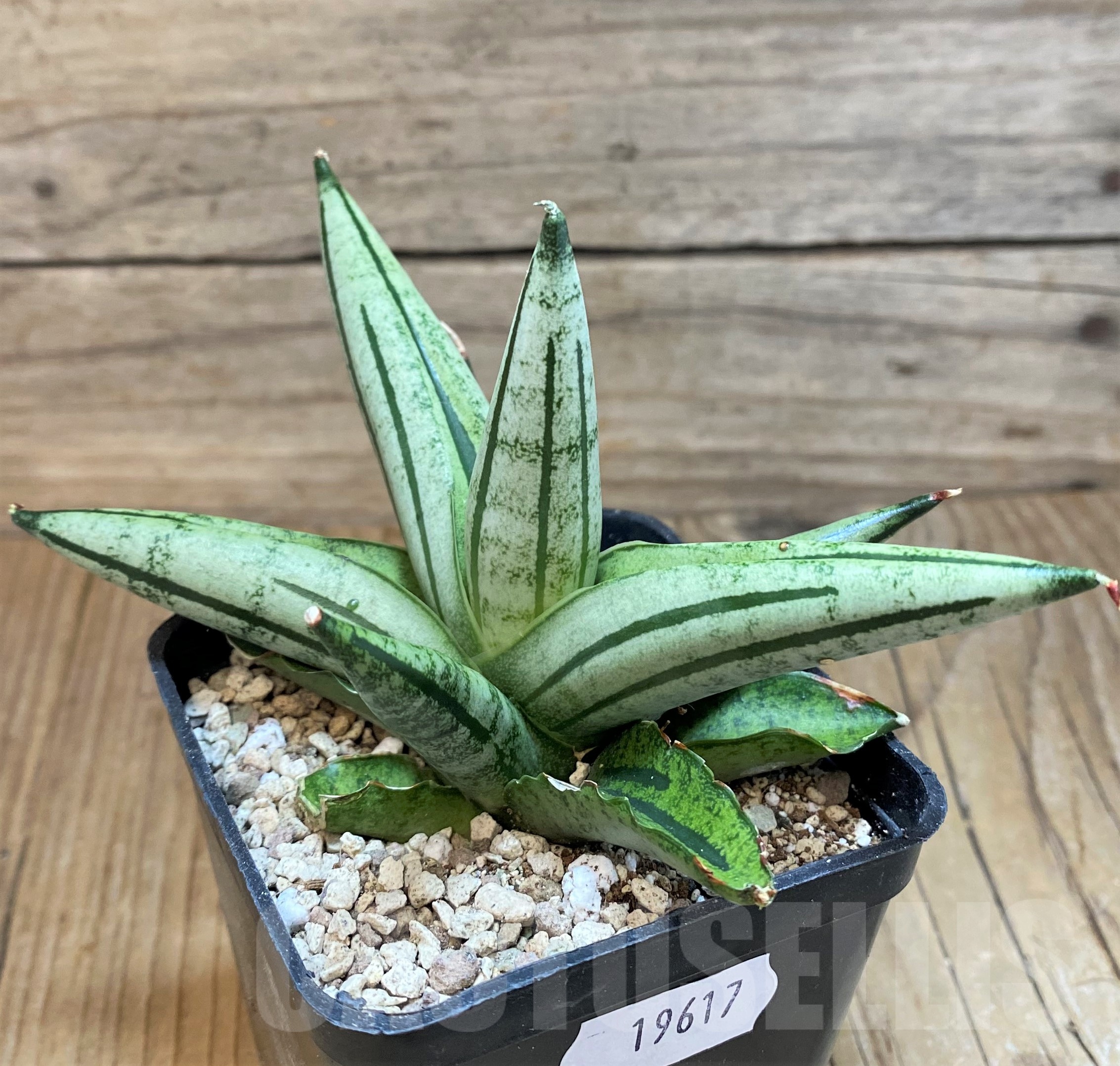 SH19617 Sansevieria 'Fatman' - Image 2