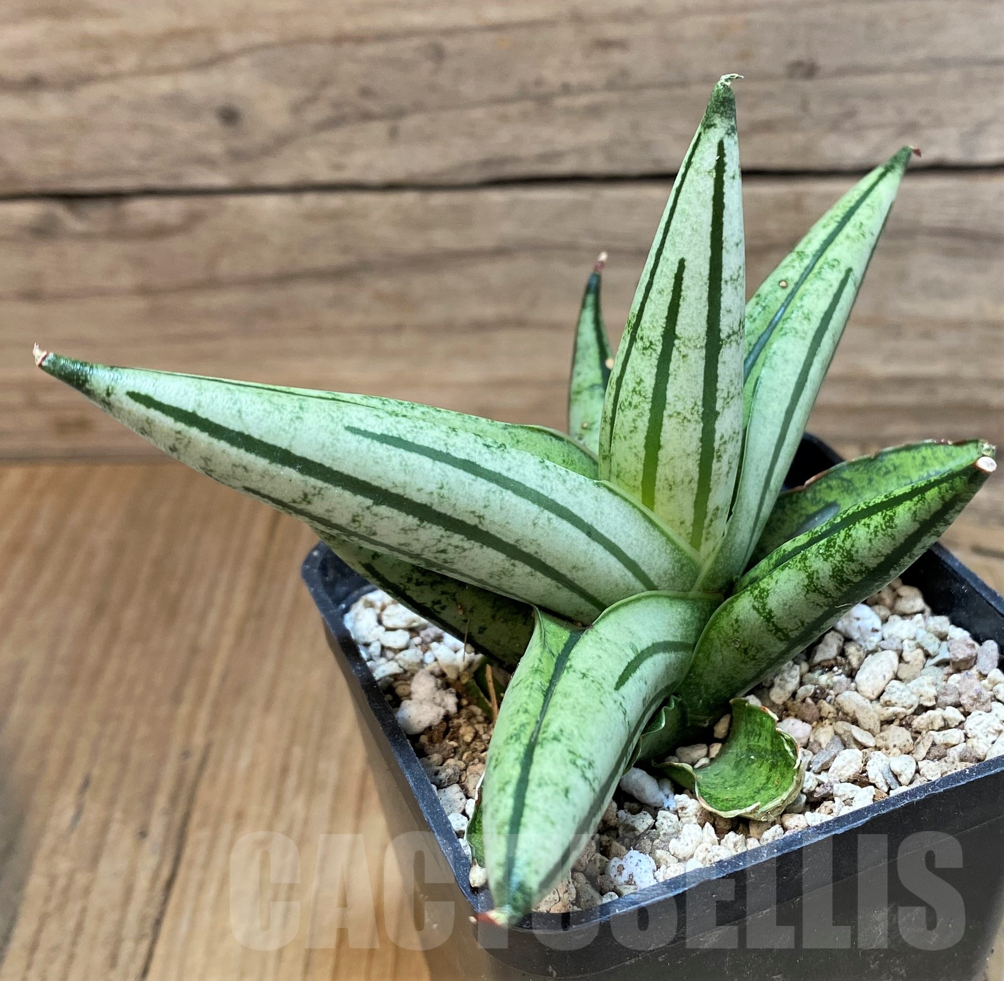 SH19617 Sansevieria 'Fatman'