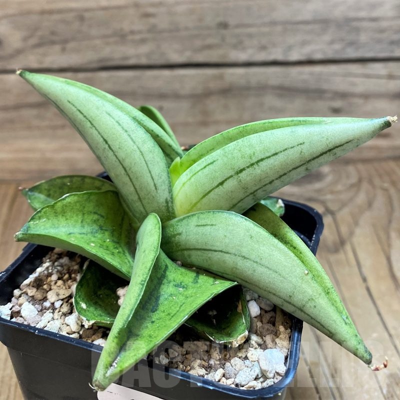 SH19620 Sansevieria 'Meedee'