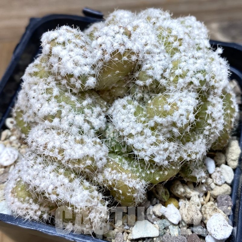 SH19349 Echinopsis subdenudata f. cristata