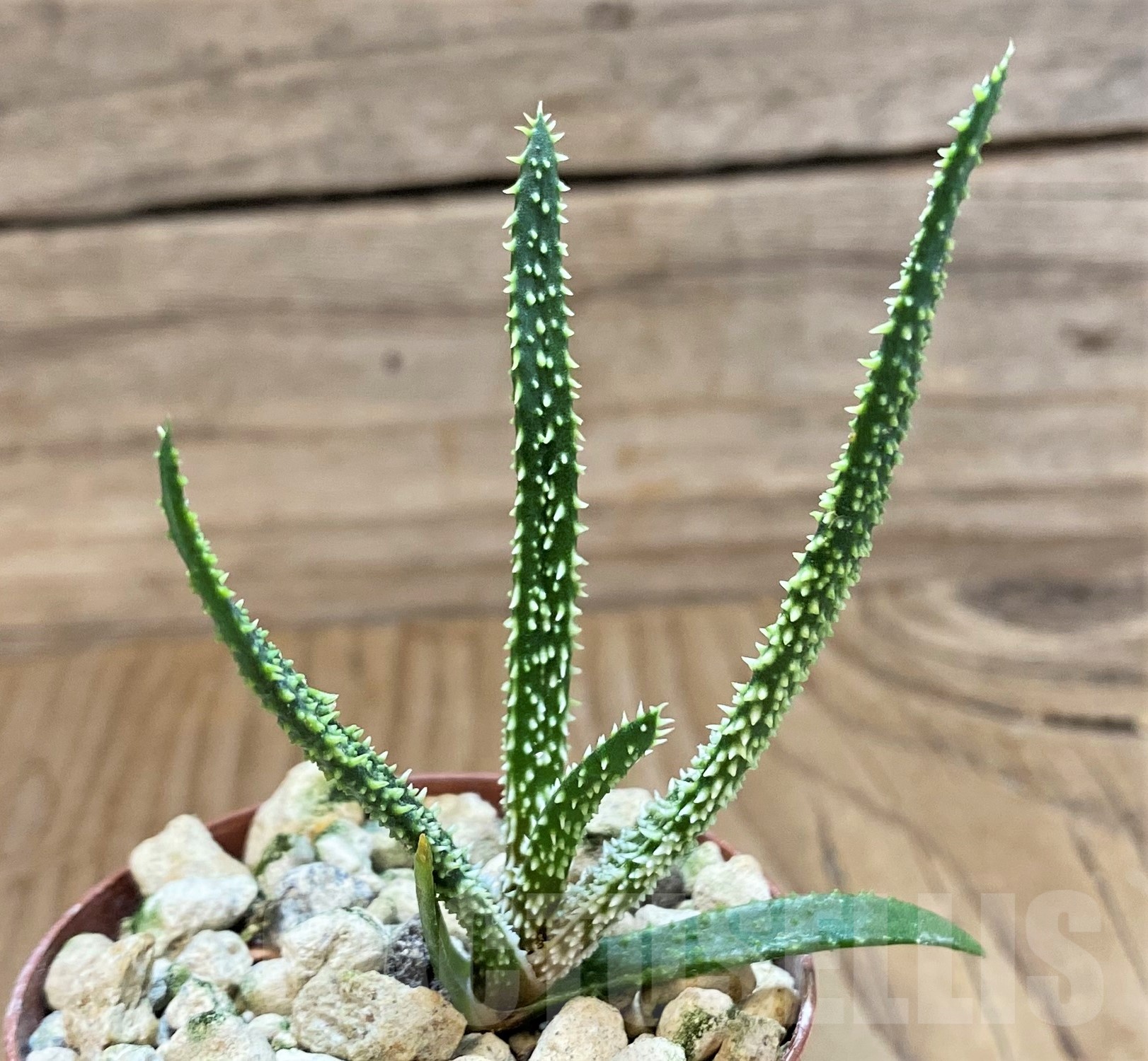 SH18691 Aloe delicatifolia