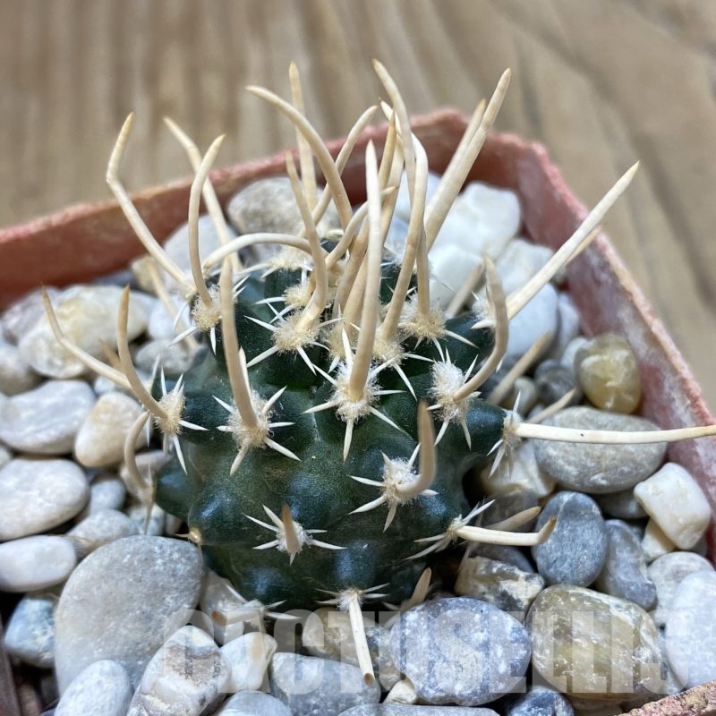 SH18783 Pediocactus peeblesianus v. fickeisenii PJR 459, grafted