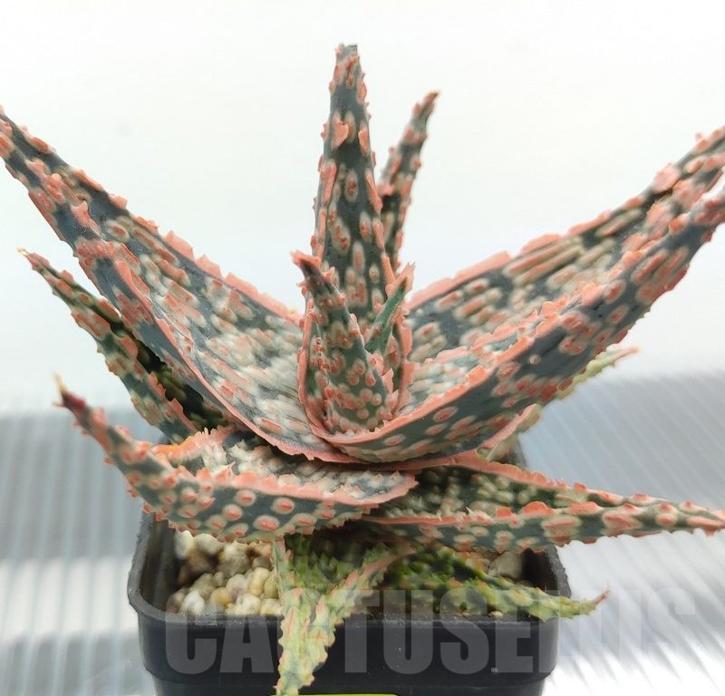 SH18955 Aloe TCT hybrid