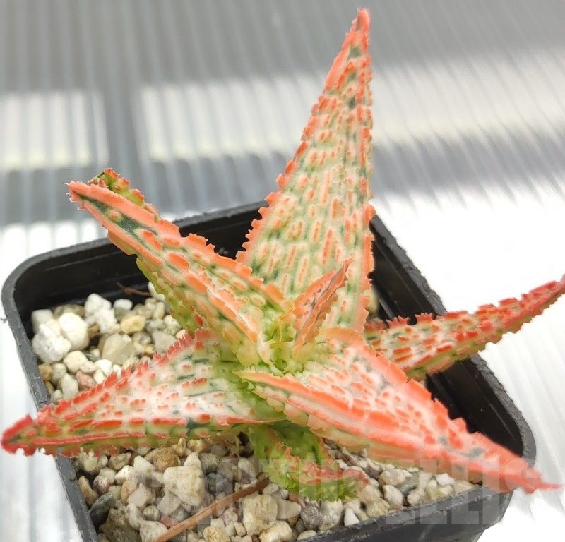 SH18956 Aloe TCT hybrid