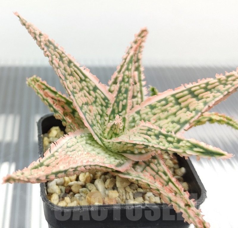 SH18957 Aloe TCT hybrid