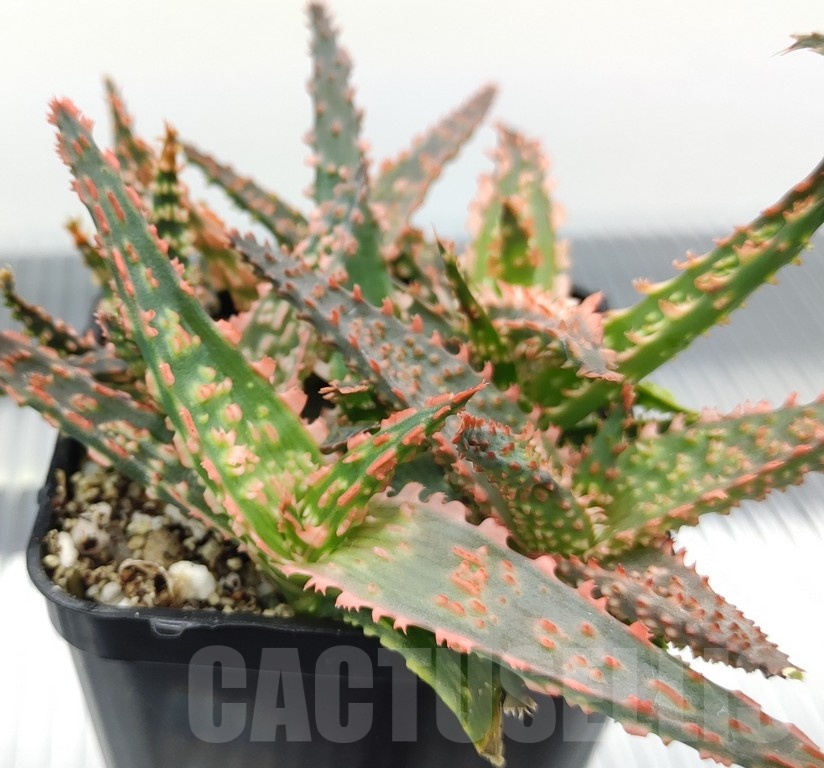 SH18978 Aloe TCT hybrid mix - immagine 3